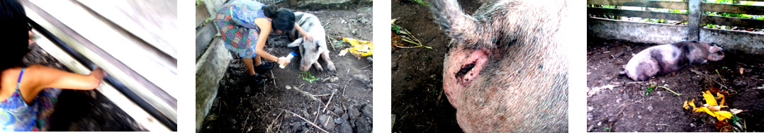 Images of sick tropical backyard sow being pampered