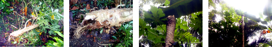 Images of tropical backyard papaya
        tree top fallen in the night