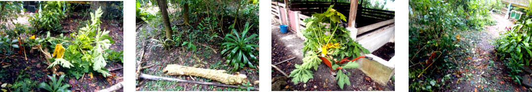 Images of fallen papaya tree top cleared up in tropical
        backyard