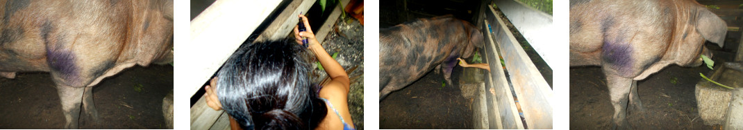 Imagws of tropical backyard boar having a wound treated