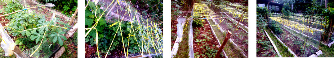 Images of protective raffia put on
        fenced area against chickens in tropical backyard