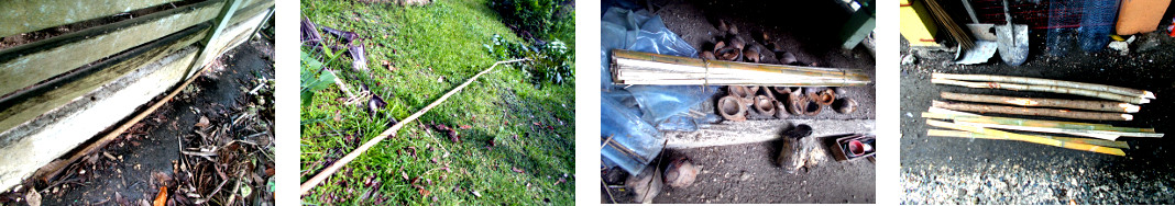 Images of wooden stakes prepared for fencing in tropical
        backyard