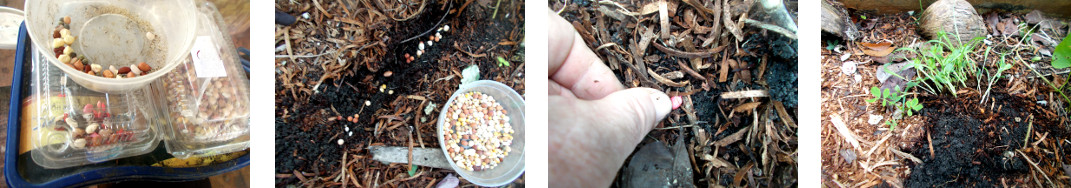 Images of seeds and seedlings planted
        in tropical garden patch