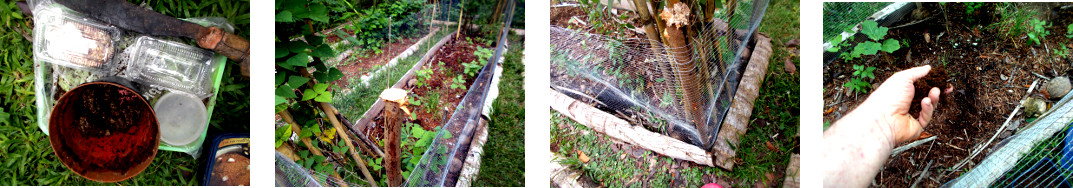 Images of tropical backyard garden patch being fenced
        and broadcast with seeds