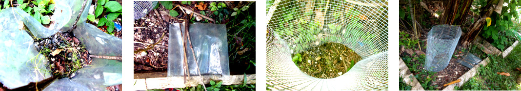 Images of improvement to anti-chicken protection in
        tropical backyard