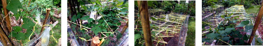 Images of protective raffia in
        tropical backyard