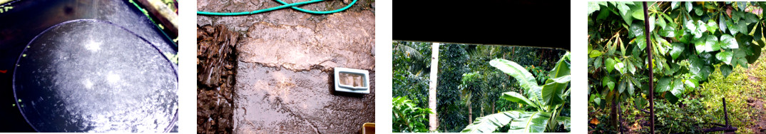 Images of rain in tropical backyard