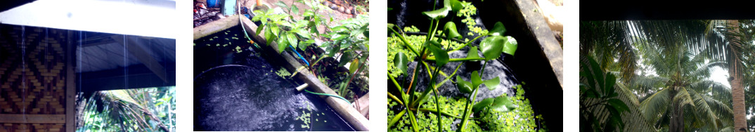 Images of a short shower in a tropical
        backyard