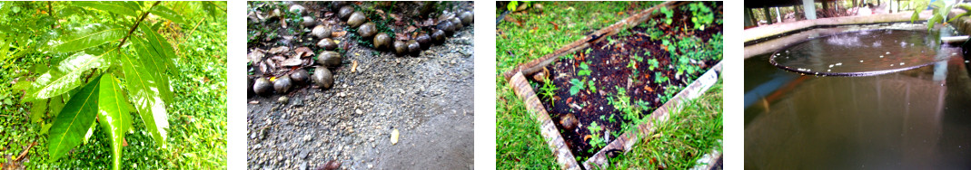 Images of rain in tropical backyard