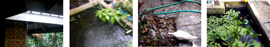 Images of rain in tropical backyard