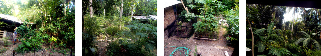 Images of tropical backyard garden waiting for rain