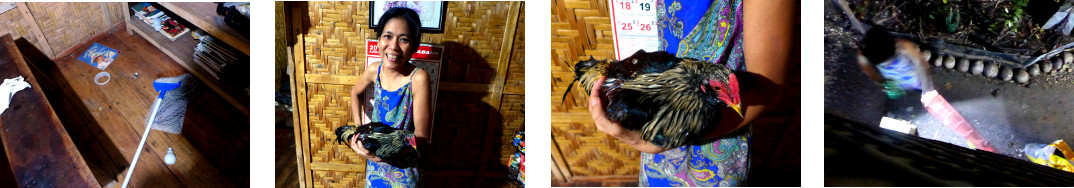 Images of rooster caught after rampaging in tropical
        house