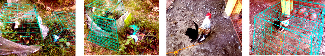 Images of scratching pen given to
        tropical backyard rooster