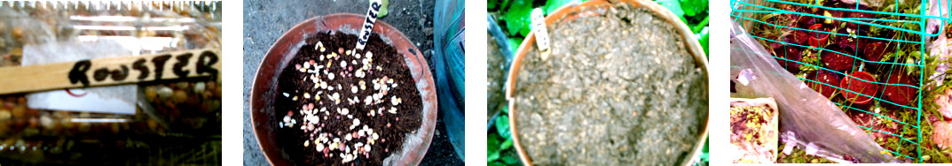 Images of rooster seed mix potted in
        tropical backyard