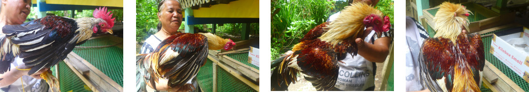 Images of two tropical backyard roosters
