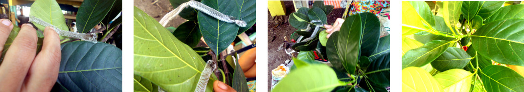 Images of snakeskin found on a Jack
        fruit tree branch in tropical backyard