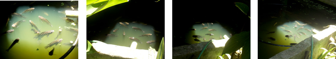 Images of tilapia in tropical backyard
        pond