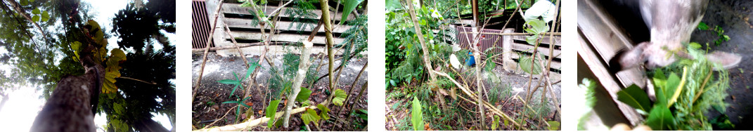 Images of trimmed tree in tropical backyard