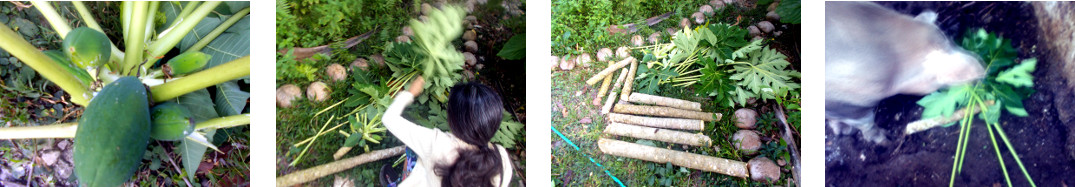 Images of felled papaya tree chopped up and fed to
        tropical backyard pigs