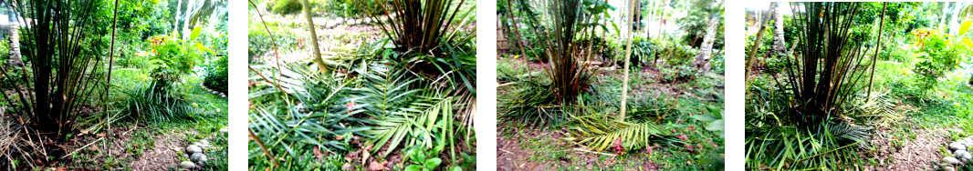Images of oil palm trimmed and used as
        compost for other trees