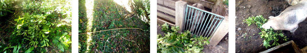 Images of trimmed tree being fed to tropical backyard
        pig