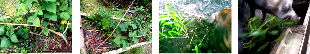 Images of trimmed tropical backyard trees used as bean
        poles or fed to pigs