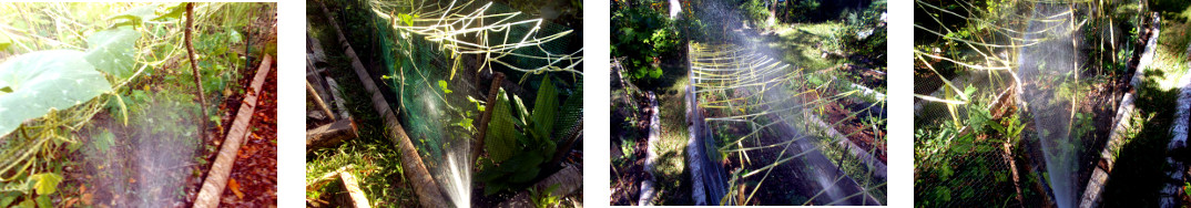 Images of selected areas being watered
        in tropical backyard