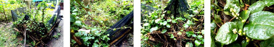 Images of Malabar Spinage flowering in
        tropical backyard