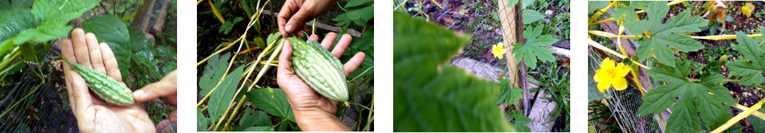 Images of ampalia growing in tropical
        backyard