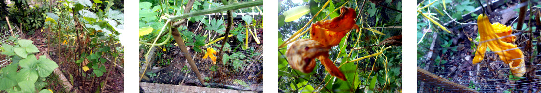 Images of tropical backyard
            bitter gourd after shedding its seeds