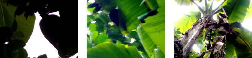 Images of a new banana heart in
        tropical backyard