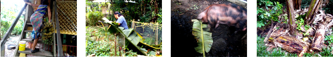 Images of banana tree being harvested in tropical
        backyard