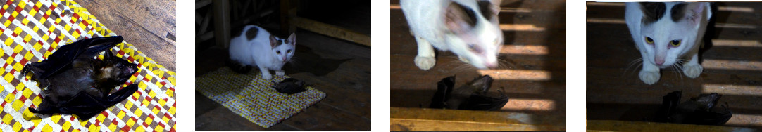 Images of a cat eating a bat in a tropical house