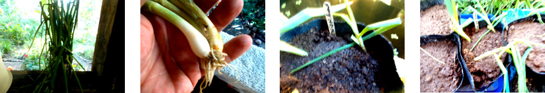 Images of bunching onions potted in
        tropical backyard