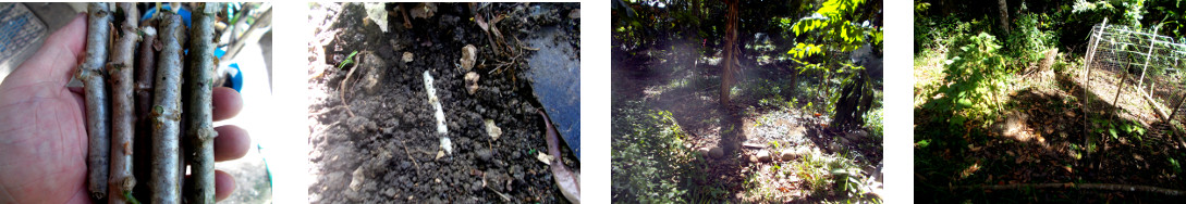 Images of cassava cuttings planted in
        tropical backyard