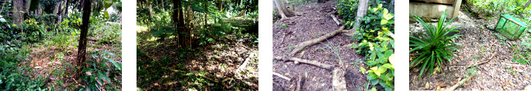 Images of cassava cuttings planted in tropical backyard