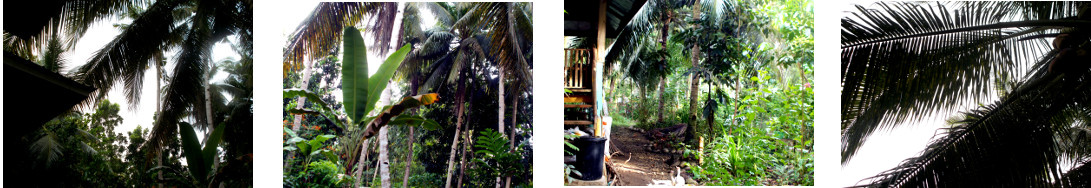 Images of overcast weather in tropical backyard