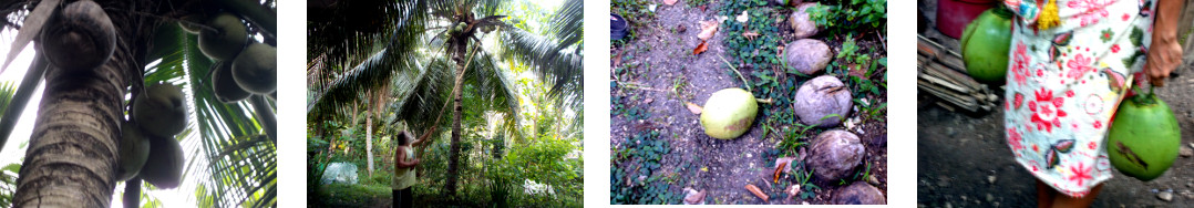 Images of young coconuts being harvested in tropical
            backyard