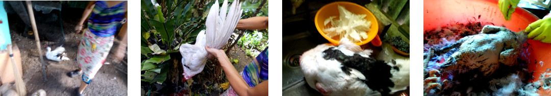 Images of tropical backyard duck being plucked