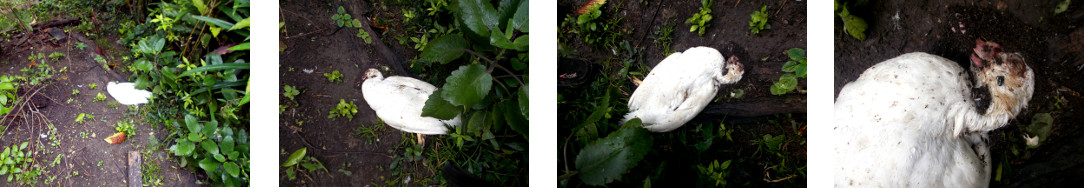 Images of dead duck in tropical
        backyard