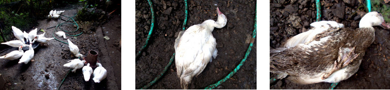 Images of dead duck in tropical
        backyard