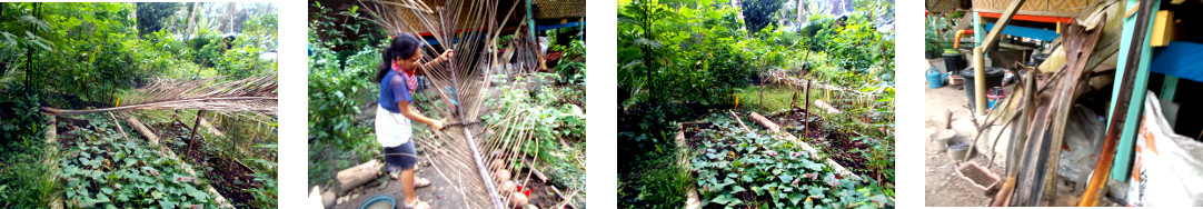 Images of fallen tree branch cleared
        up in tropical backyard