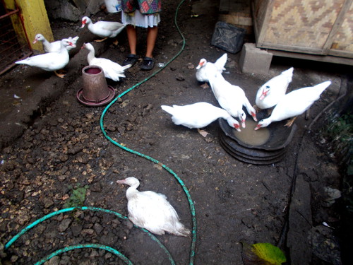 Image of Dead Duck surrounded by
        Ducks