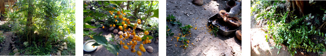 Images of durante bushes being trimmed
        in tropical backyard