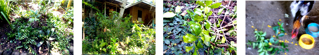 Images of tropical backyard durante bushes being
        trimmed