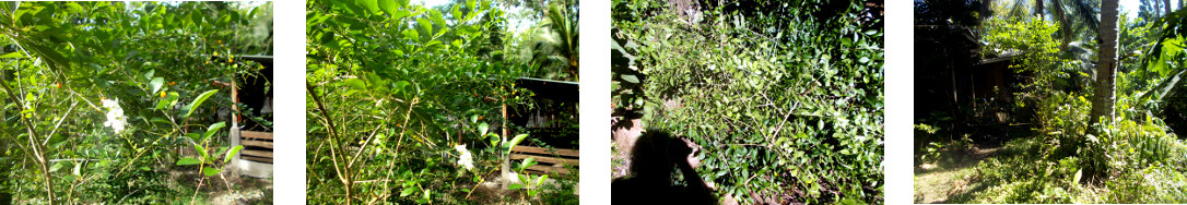 Images of durante bushes trimmed in
        tropical backyard