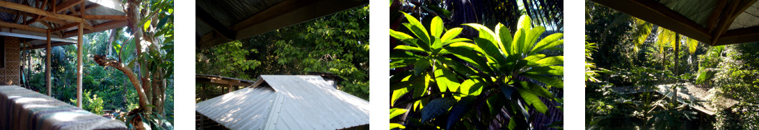 Images of tropical backyard possibly
        during a solar eclipse