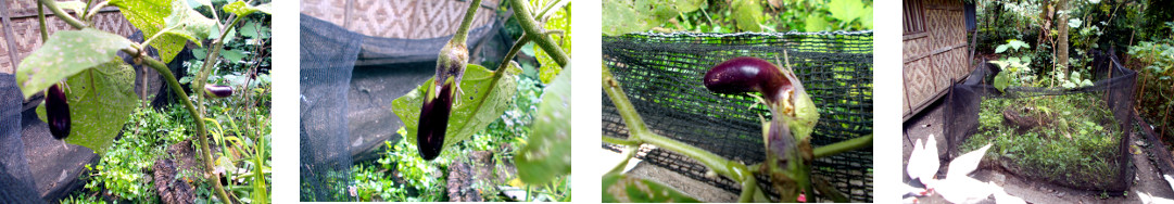 Images of eggplant growing in tropical
        backyard