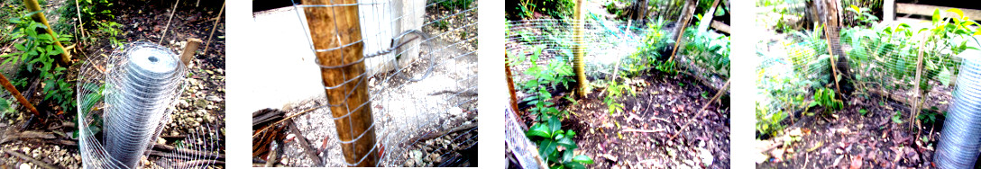 Images of area in tropical backyard partially fenced and
        ready for planting