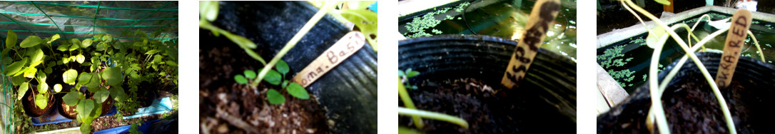 Images of seedlings transferred to prepared tropical
        garden patch